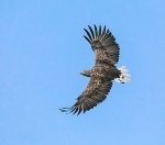 White Tail, Blue Sky