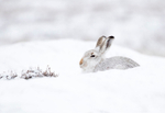 Mountain Hare - Lepus timidus