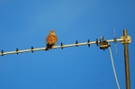 Lesser Kestrel