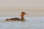 Red-breasted Merganser on lagoon, Fort De Soto, Florida