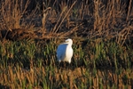 Little Egret