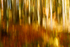 In Camera Movement 2