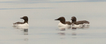 Common Murre