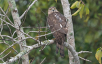 Shikra