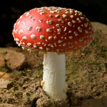 Fly Agaric (06)