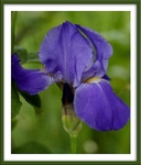 Iris germanica hybr.