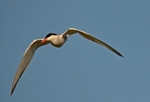 Common Tern
