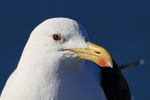 Kelp Gull (adult) close-up portrait, Mossel Bay, South Africa