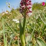 Burnt-tip Orchid (Neotinea ustulata) also formerly  Orchis ustulata)