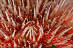 Echinus esculentus detail