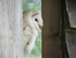 Barn Owl