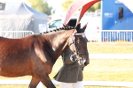 SBM_10760
