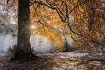 Maryburgh woods