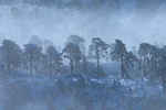 Frozen Pines