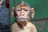 Barbary Macaques on the Rock of Gibraltar