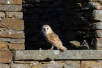 Barn Owl sat in a window  ref 9670