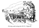 Driving cattle