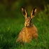 Brown Hare