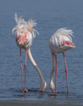 Greater Flamingo feeding