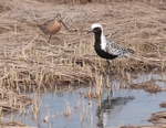 Black bellied Plover And Friend 155-4599