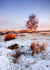 Silver Birch