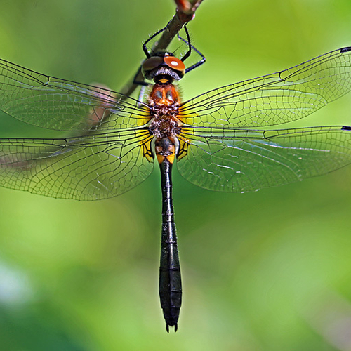 A female racket-tailed emerald.