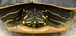 AnimalsCreatures 024