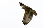 Buzzard in Flight