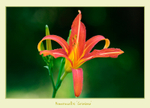 Hemerocallis 'Grataea'