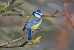 Blue Tit