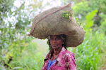 Tea plantation worker, Ella Sri Lanka