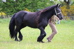 SIAL2772