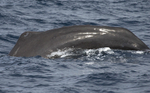 Sperm Whale, Pico Island, Azores