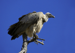 Griffon Vulture