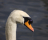 Mute Swan