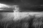 The Sapling