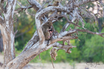 Baboons in Tree 1