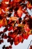 Red leaves 2