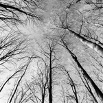 IMG_8428_Blickling Trees