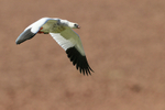 Andean Goose flying, Rio Putana, near Machuca, Chile