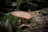 ACP_3368-1_Dryads_Saddle_Fungus