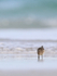 White-rumped Sandpiper probing on beach, Volunteer Point, Falklands