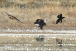 Bald Eagle, Northern Harrier & Raven at Bosque del Apache