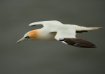 Gannet
