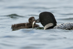 Common Loon chick feeding, Minnesota, USA