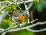Robin