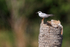 Forster's Tern perched, Viera Wetlands, Florida