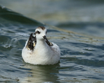 Red-necked Phalarope (juvenile), Farmoor