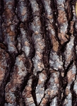 Bark Pattern