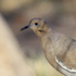 White-winged Dove close-up, New Mexico, USA